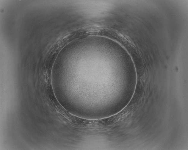 X0000062871445200601131429