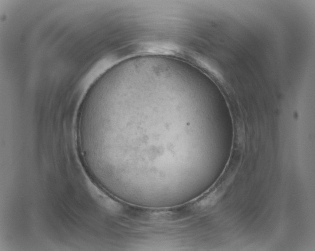 X0000062871471200601131429