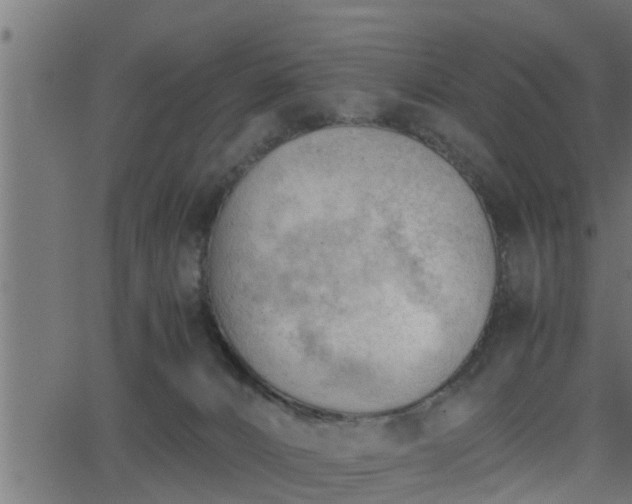 X0000062870032200601171433