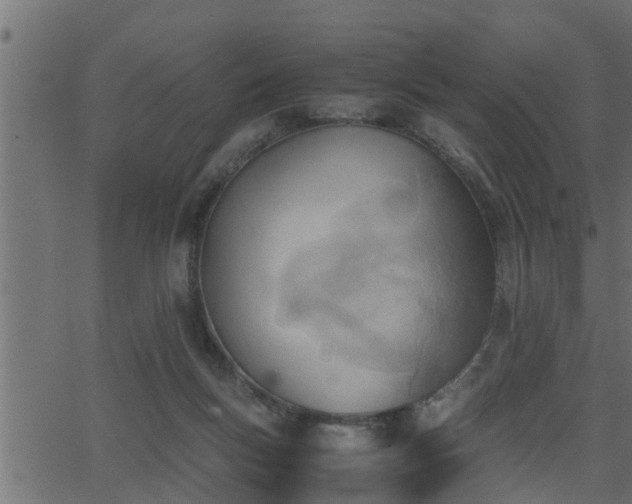 X0000062870167200601171431