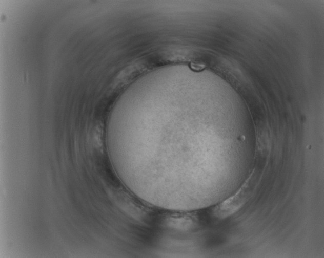 X0000062870175200601171431