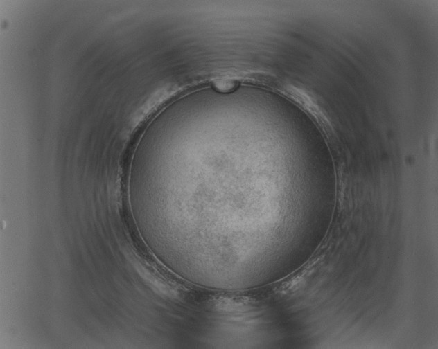 X0000062870346200601171427