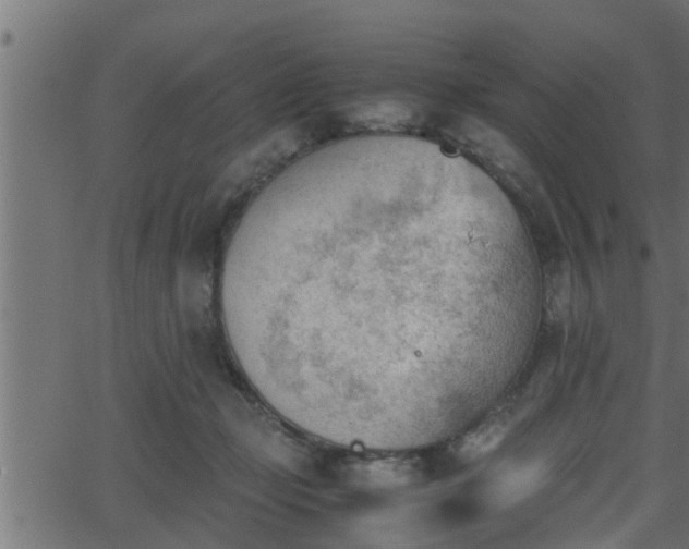 X0000062870365200601171427