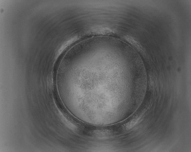 X0000062870630200601171422