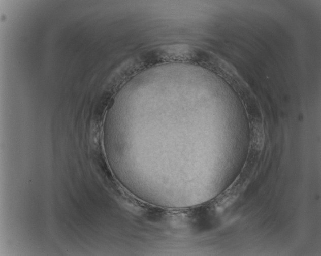 X0000062870701200601171421