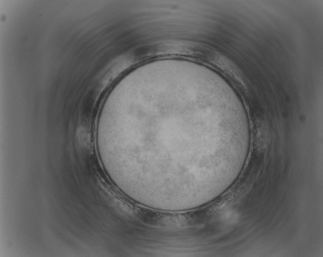 X0000062870882200601171418