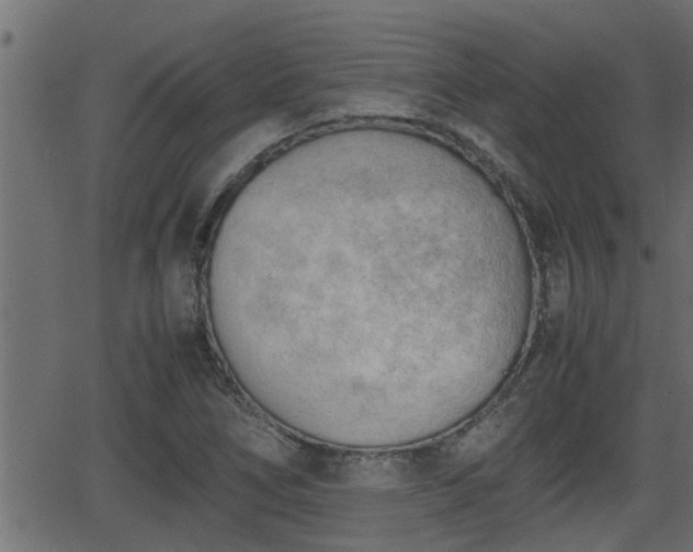 X0000062871266200601171412