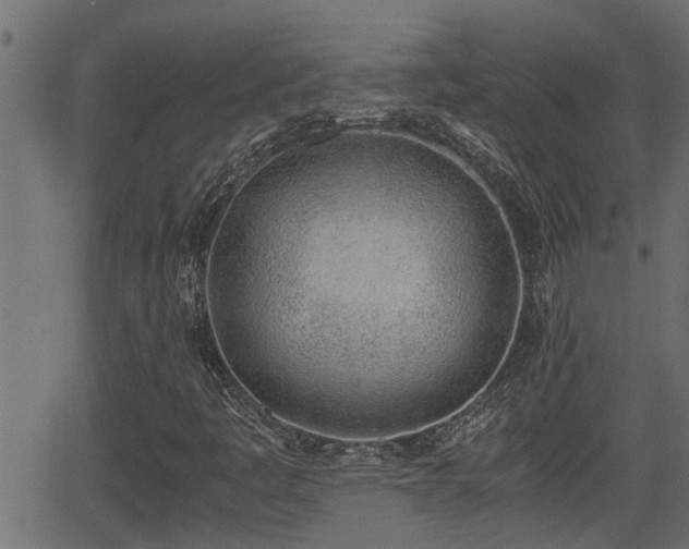 X0000062871445200601171409