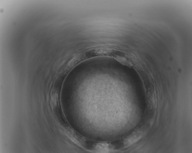 X0000062870227200601201802