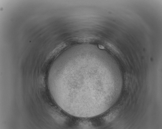 X0000062870258200601201801