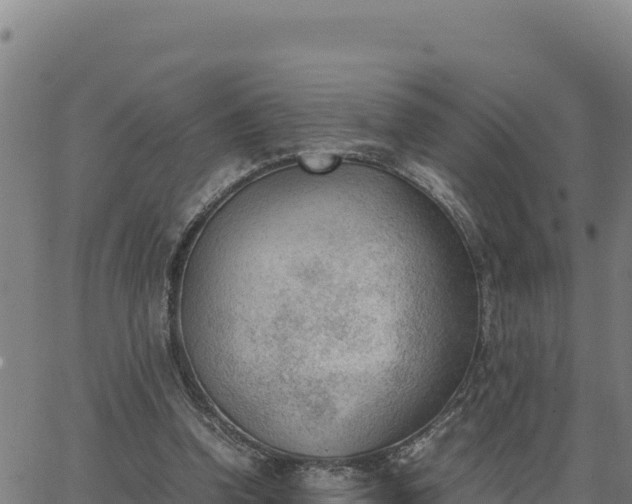 X0000062870346200601201800