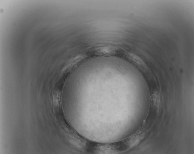 X0000062870423200601201759