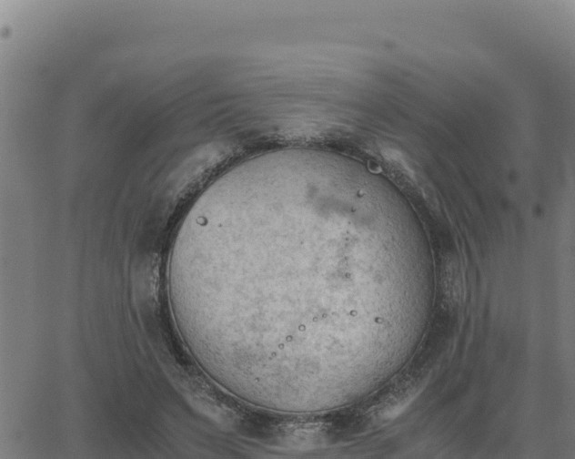 X0000062870495200601201758