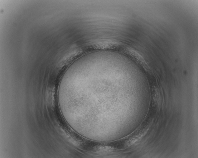 X0000062870590200601201756