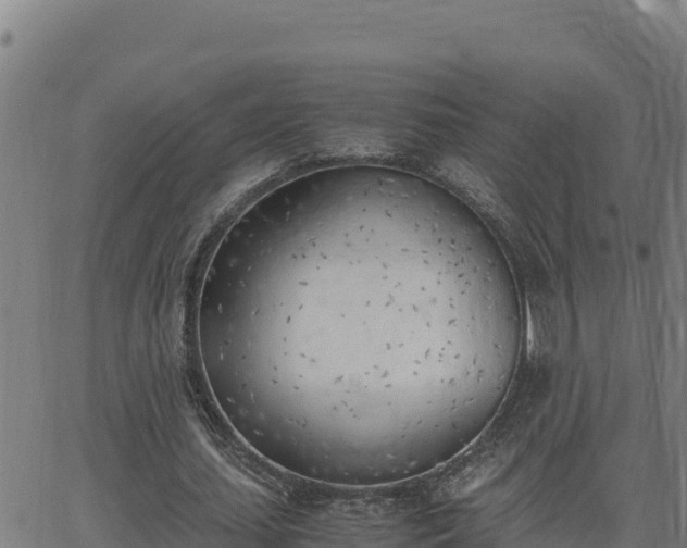 X0000062870627200601201755