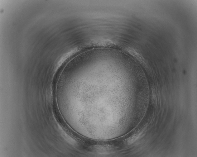 X0000062870630200601201755