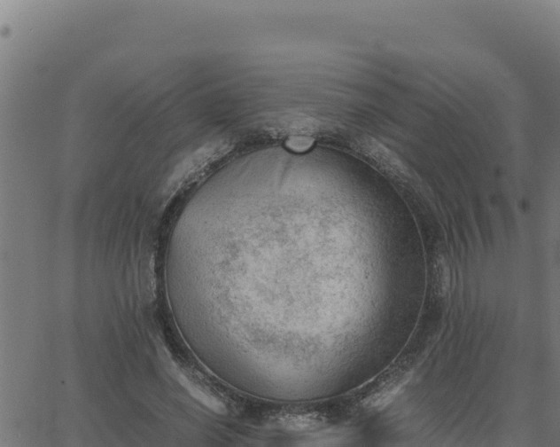 X0000062870638200601201755