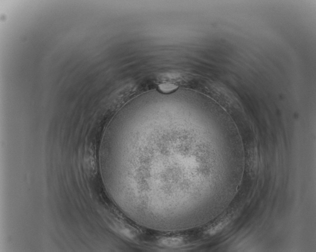 X0000062870653200601201755