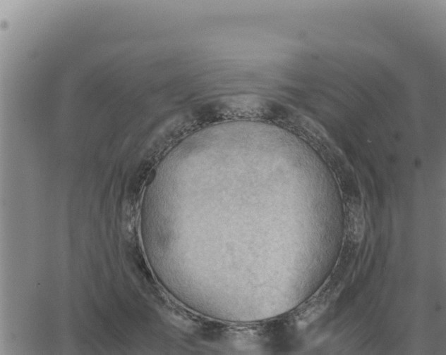 X0000062870701200601201754