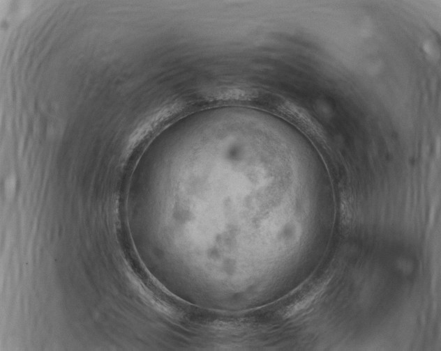 X0000062870725200601201753