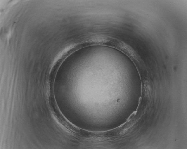 X0000062870726200601201753