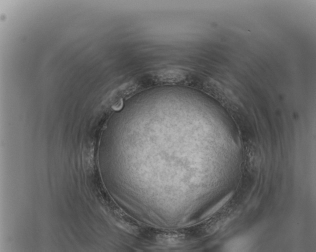 X0000062870745200601201754