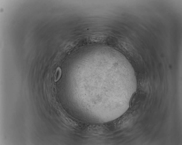 X0000062870817200601201752