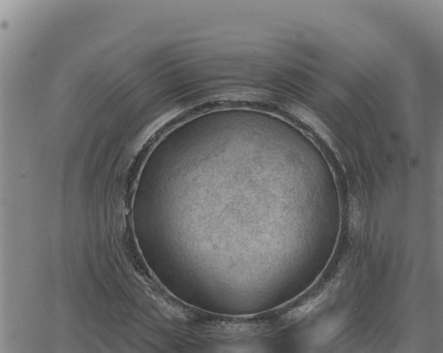 X0000062870829200601201752