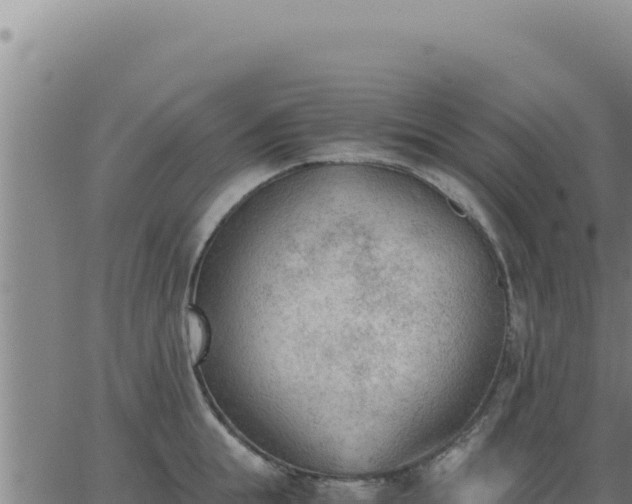 X0000062870855200601201752