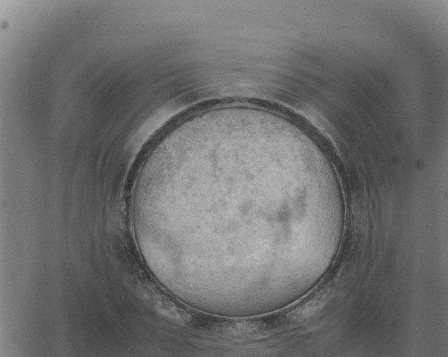 X0000062870879200601201751