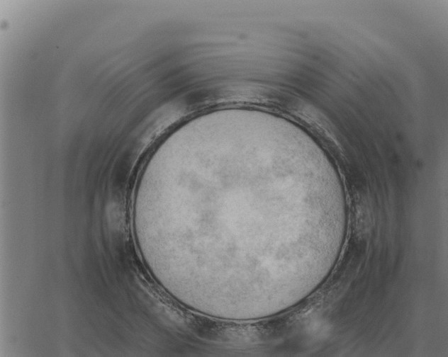 X0000062870882200601201751