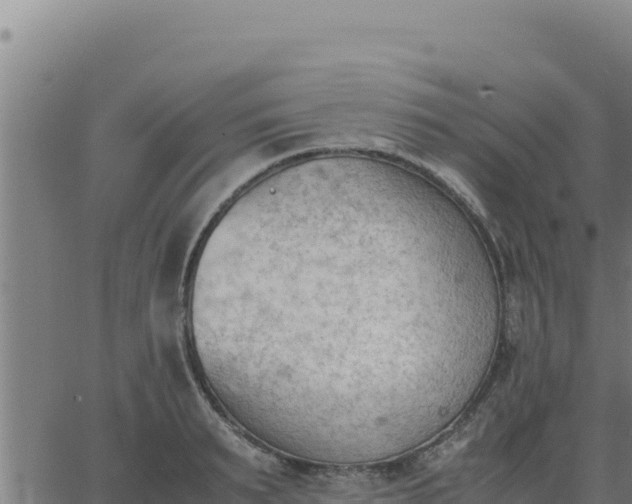 X0000062870895200601201751