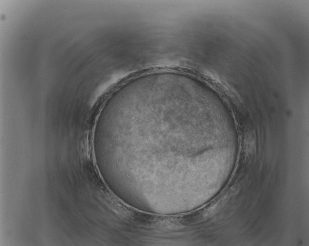 X0000062871262200601201745