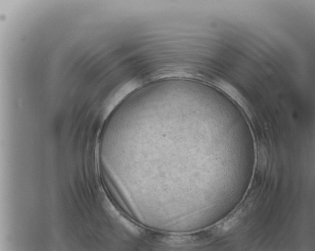 X0000062871290200601201745