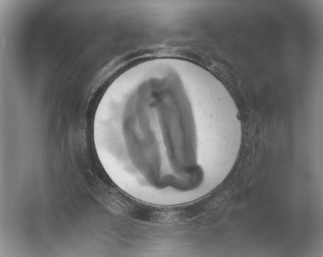 X0000062870295200601271603