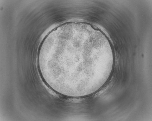 X0000062871245200602031709