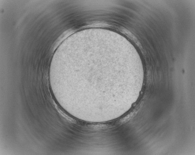 X0000062871425200602031705