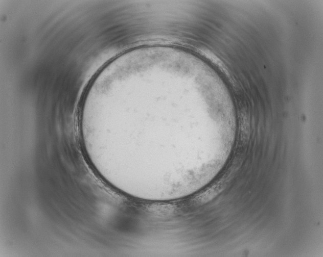 X0000062871466200602031704