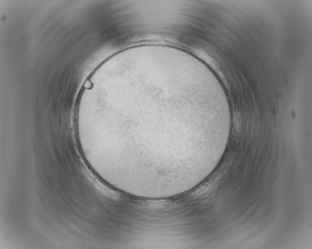 X0000062871482200602031704