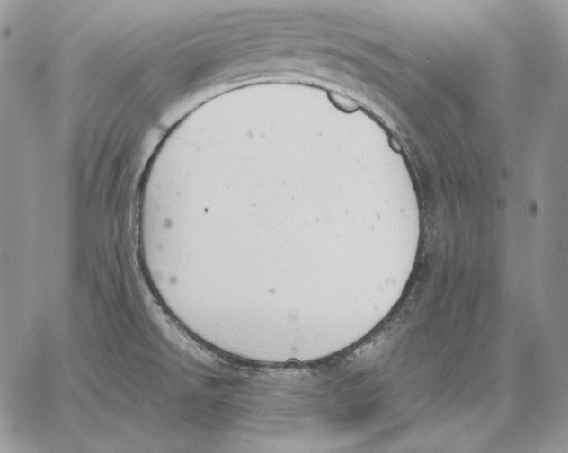 X0000062871526200602031704