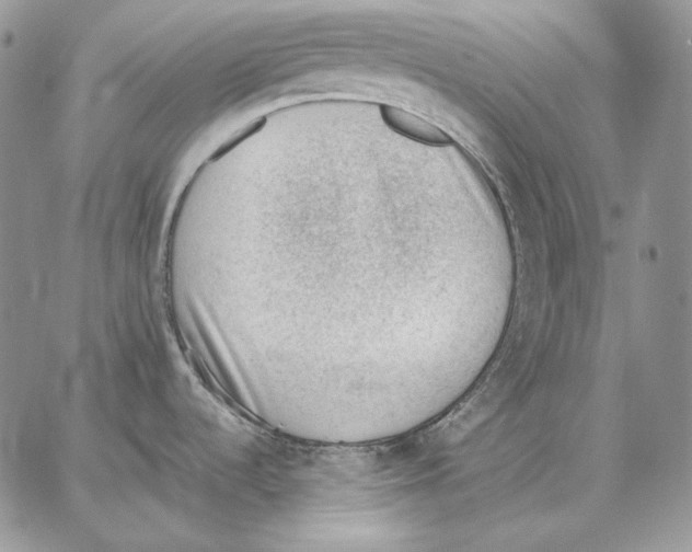 X0000062871536200602031704