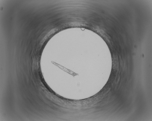 X0000062870015200602101703