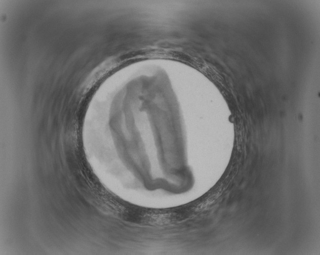 X0000062870295200602101658