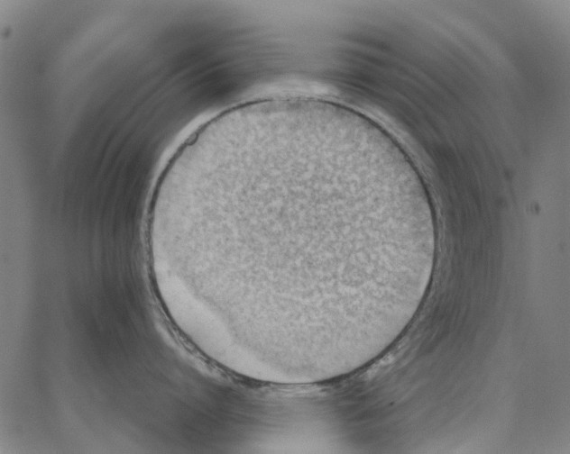 X0000062870864200602101650