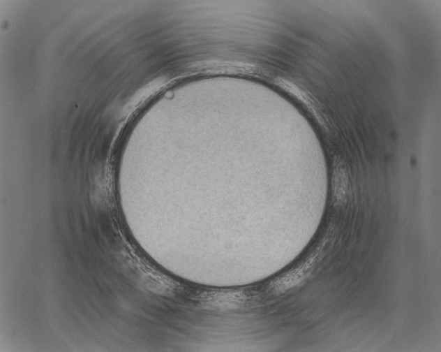 X0000062871074200602101646