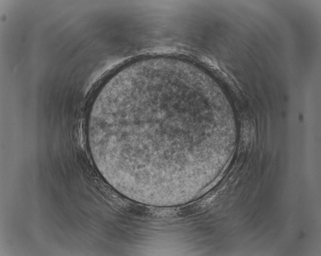 X0000062871262200602101643