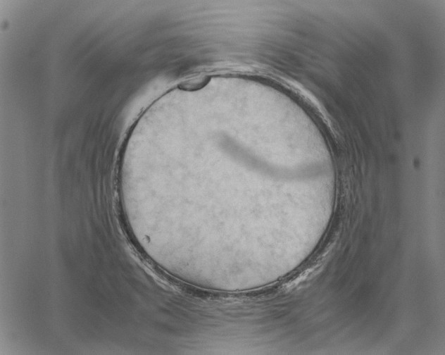 X0000062871373200602101641