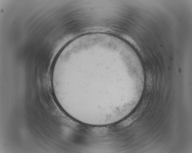 X0000062871466200602101639