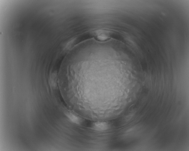 X0000062880189200601131318