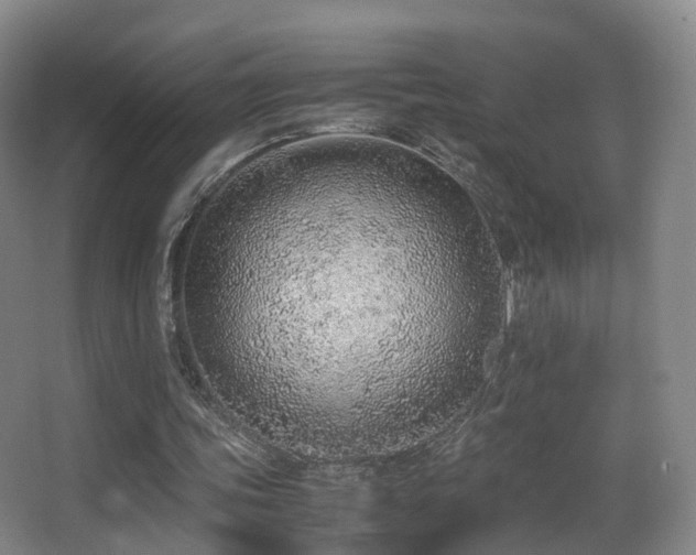 X0000062880339200601131314